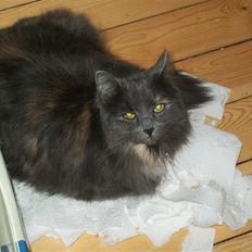 Blanding af racer Luka