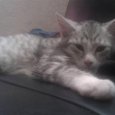 Blanding af racer Molly