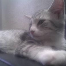 Blanding af racer Molly