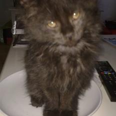 Maine Coon Codi  Nunu 