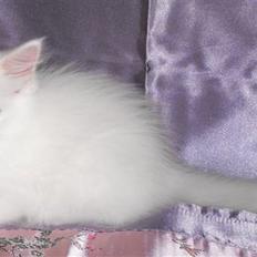 Maine Coon SnowAngels White Flower