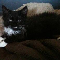 Blanding af racer Phoebe