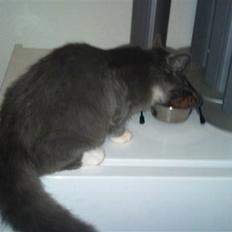 Blanding af racer Luna <3