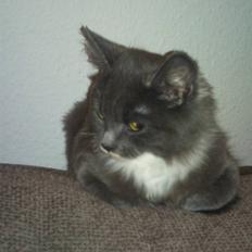 Blanding af racer Luna <3