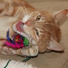 Blanding af racer Hubort 