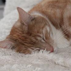 Blanding af racer Hubort 