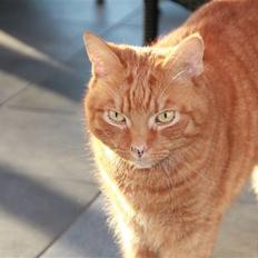 Blanding af racer Findus