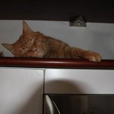 Blanding af racer Findus