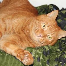 Blanding af racer Findus