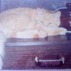 Norsk Skovkat Emil ¤R.i.P :'( ¤