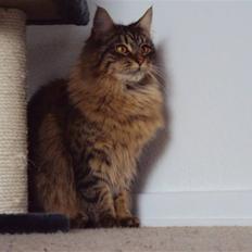 Blanding af racer Aleesha