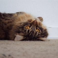 Blanding af racer Aleesha