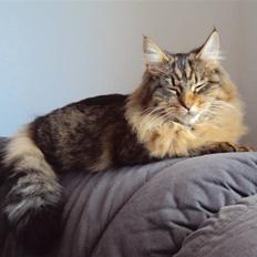 Blanding af racer Aleesha