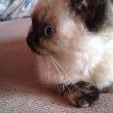 British Shorthair mille