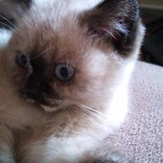 British Shorthair mille