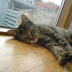 Blanding af racer kiki