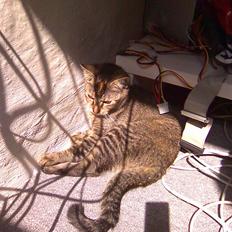 Blanding af racer kiki