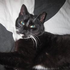 Blanding af racer Domino