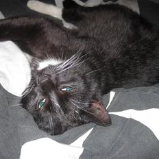 Blanding af racer Domino