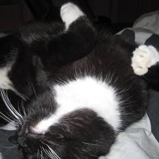 Blanding af racer Domino