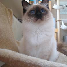 Hellig Birma Sabatini´s Guy Guido 