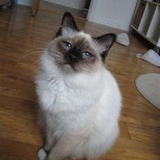 Hellig Birma Sabatini´s Guy Guido 