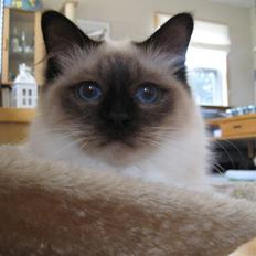 Hellig Birma Sabatini´s Guy Guido 