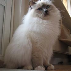 Hellig Birma Søkjær´s Xander