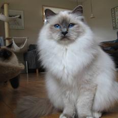 Hellig Birma Søkjær´s Xander