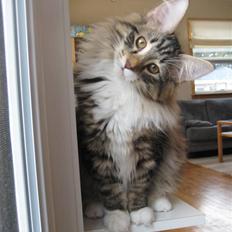 Norsk Skovkat Julle-Kris Djamilla