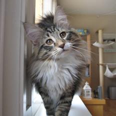 Norsk Skovkat Julle-Kris Djamilla