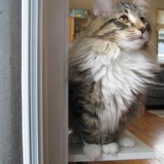 Norsk Skovkat Julle-Kris Djamilla