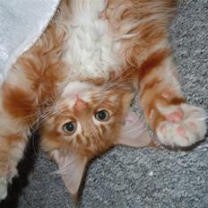 Maine Coon DK Bjørnholts Bernardino