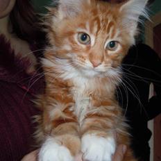 Maine Coon DK Bjørnholts Bernardino