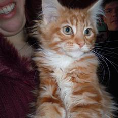 Maine Coon DK Bjørnholts Bernardino