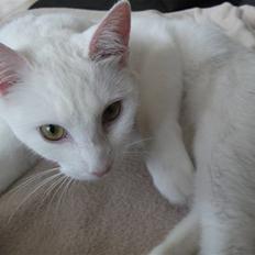 Blanding af racer Ditte