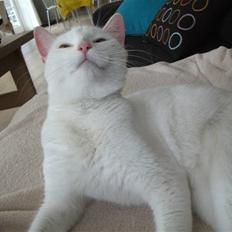 Blanding af racer Ditte