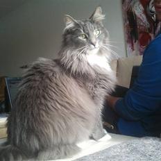 Blanding af racer Futte