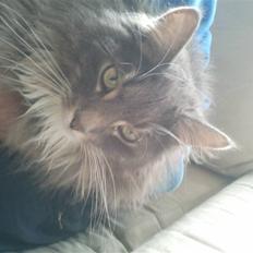 Blanding af racer Futte