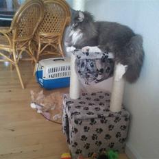 Blanding af racer Futte