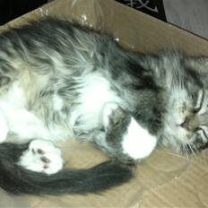 Maine Coon Nickoline