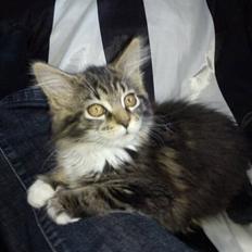 Maine Coon Nickoline