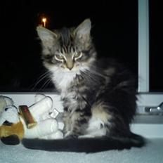 Maine Coon Nickoline