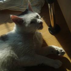 Huskat Walter - Sisses Kat