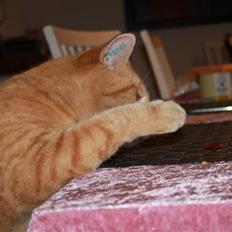 Huskat Simba <3 Sov sødt mindreng<3