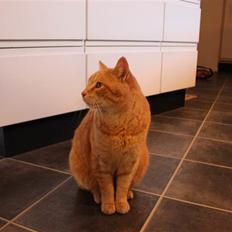 Huskat Simba <3 Sov sødt mindreng<3