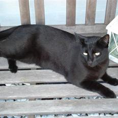 Huskat Sorte (efterlyst)