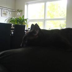 Huskat Sorte (efterlyst)