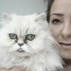 Perser kisser (rositta)