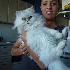 Perser kisser (rositta)